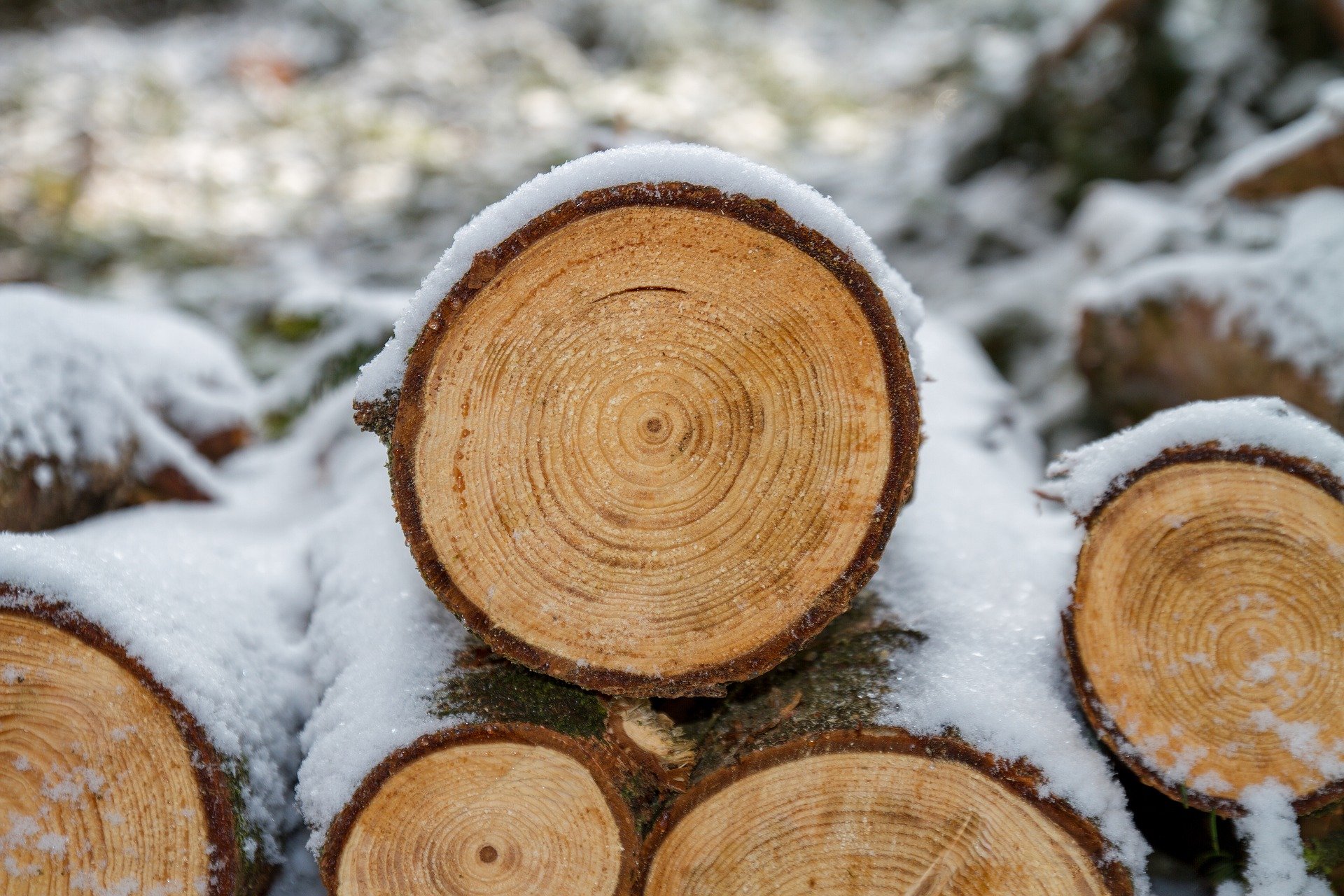 Logging in Vermont